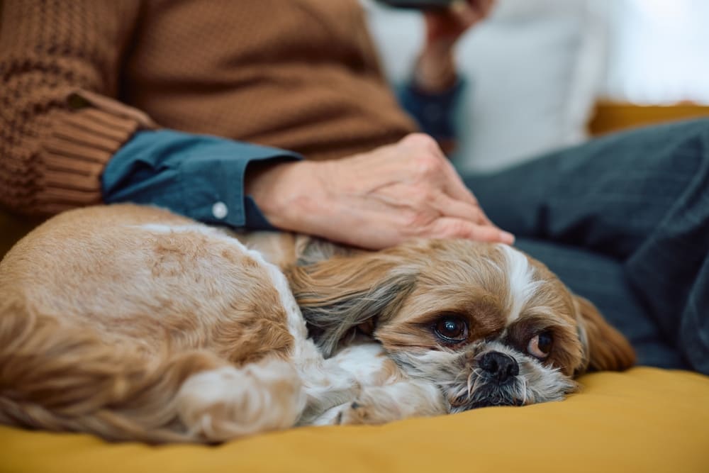 Болезни влияют на то, сколько весит ши-тцу