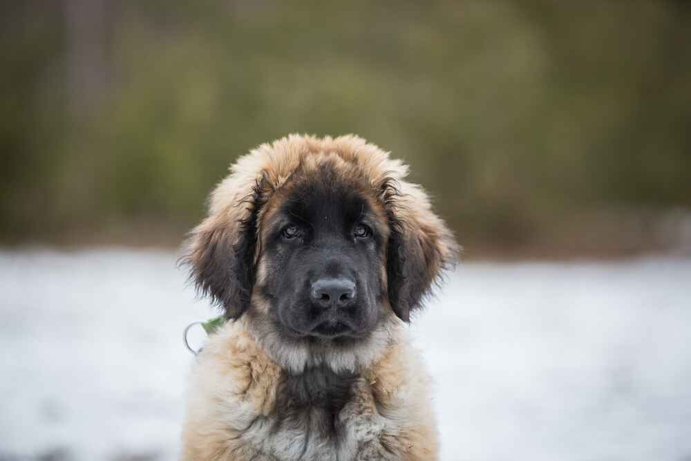 Питание леонбергера должно быть правильным