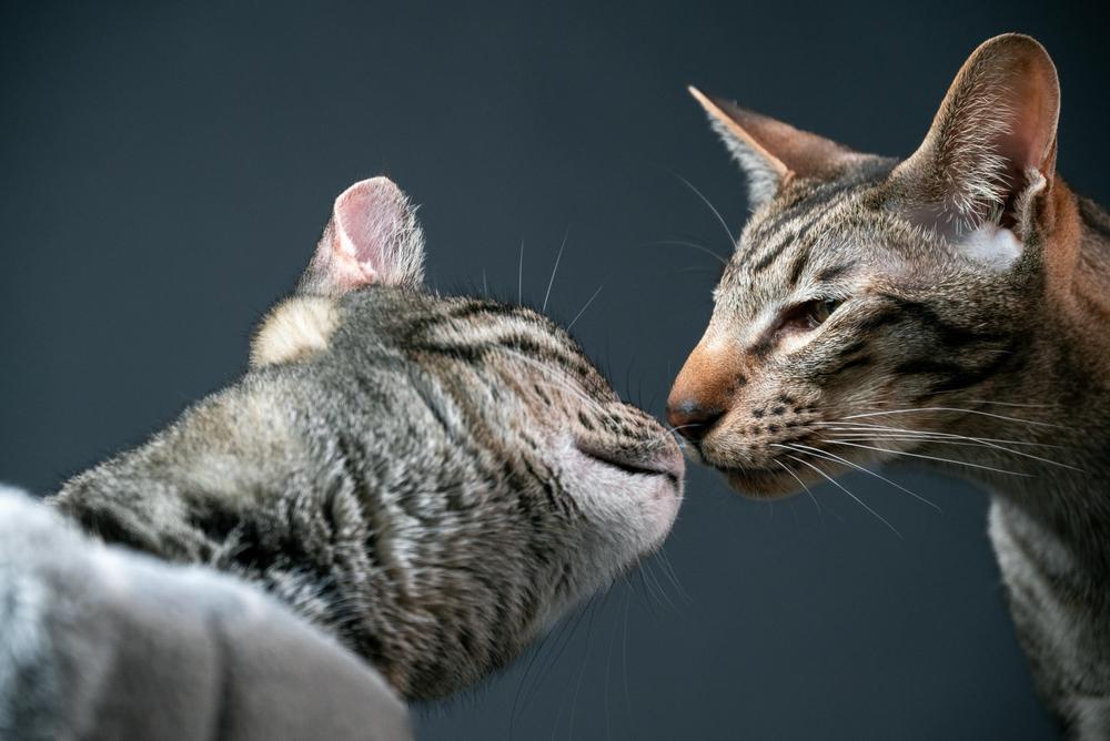 Как понимать жесты кошек 