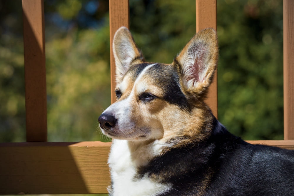 Надо следить, сколько весит корги по месяцам