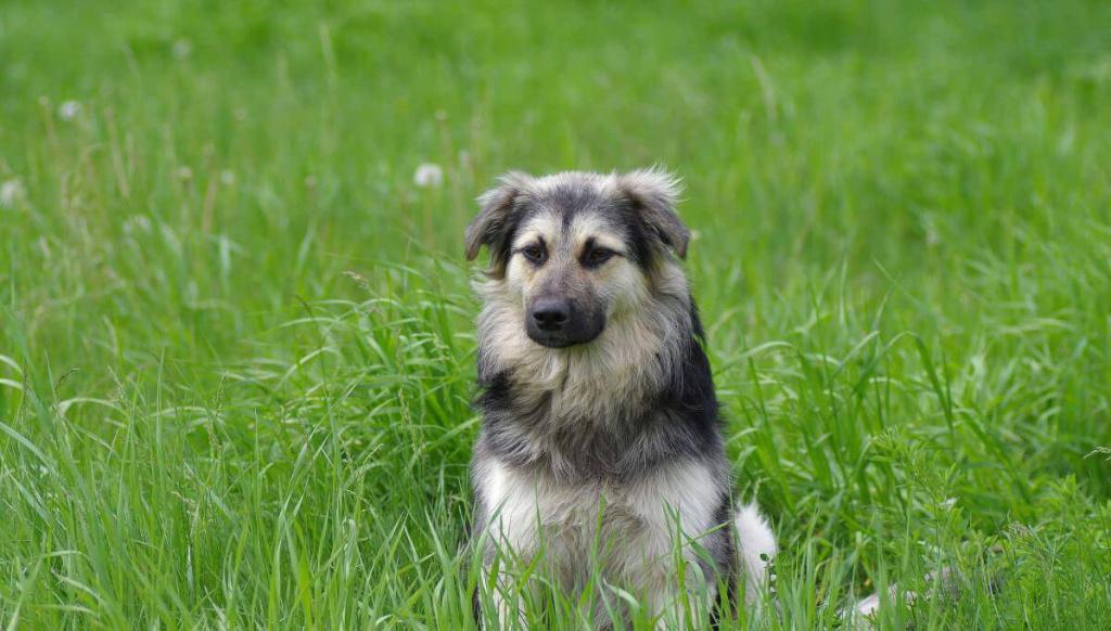 Большие серые собаки: румынская карпатская овчарка Большие серые собаки: румынская карпатская овчарка.