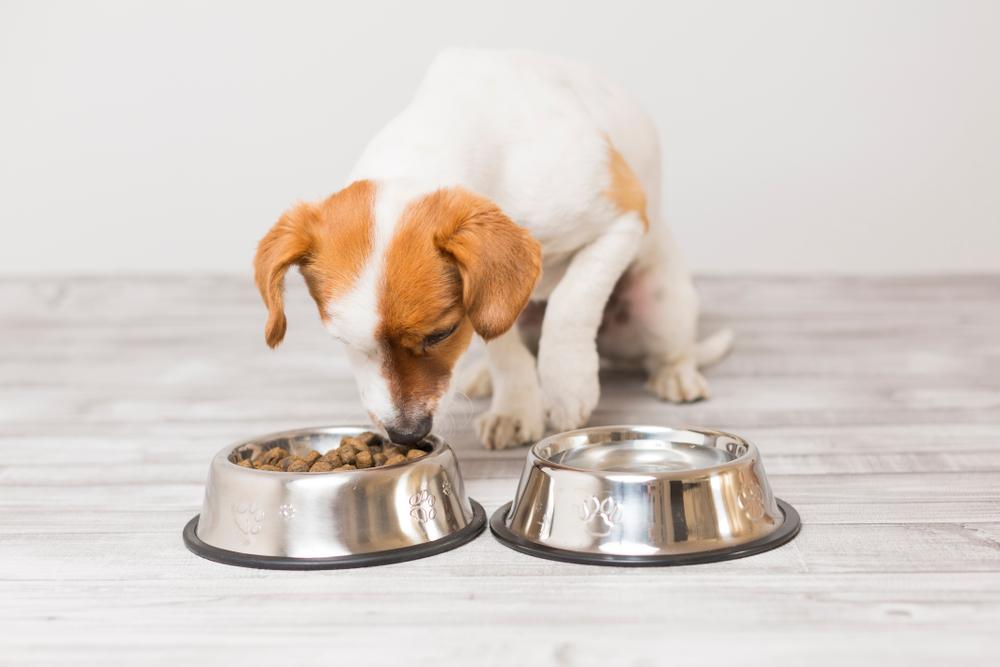 Возможные проблемы с пищеварением у трехмесячных щенков Возможные проблемы с пищеварением у трехмесячных щенков