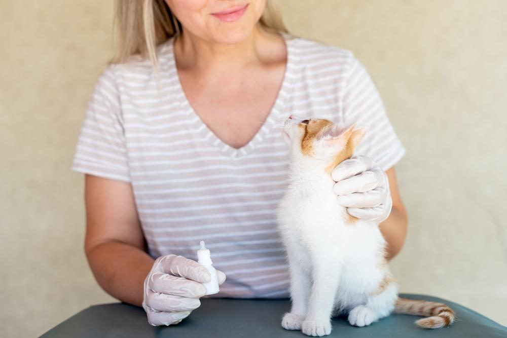 Подготовка перед закапыванием глаз кошке Подготовка перед закапыванием глаз кошке