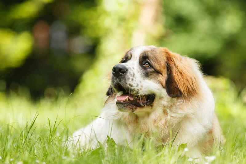 Вес московской сторожевой может быть низким