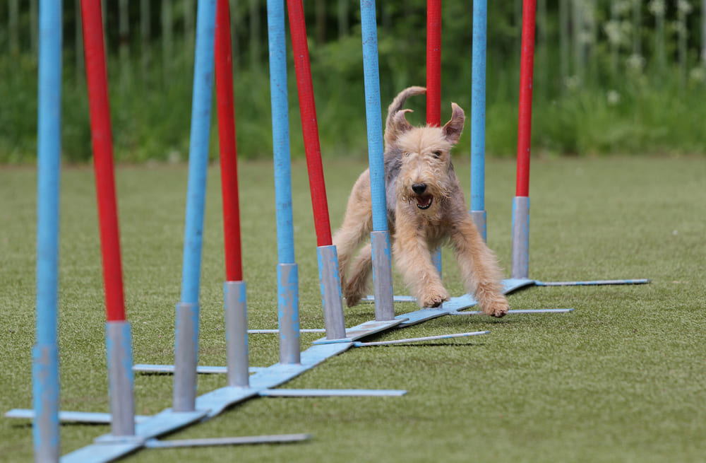 Лейкленд-терьер нуждается в сбалансированном рационе