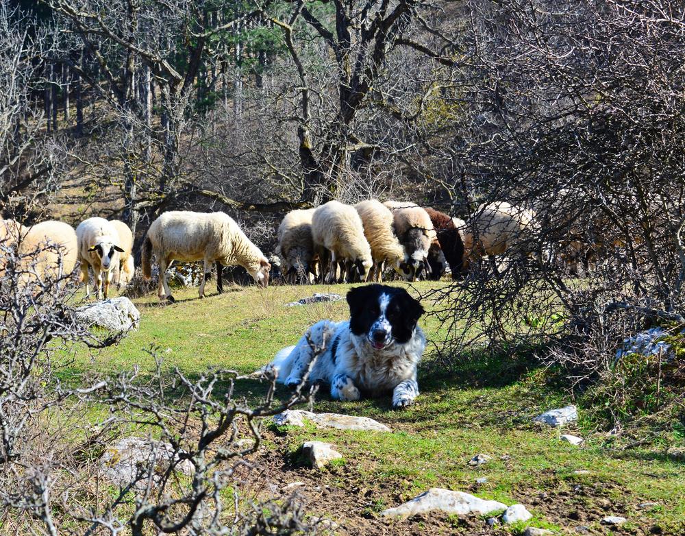 Воспитание и дрессировка болгарской овчарки 
