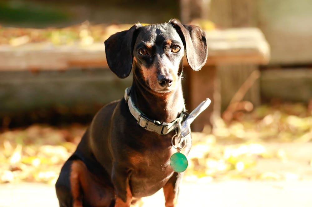 Питание таксы должно быть сбалансированным