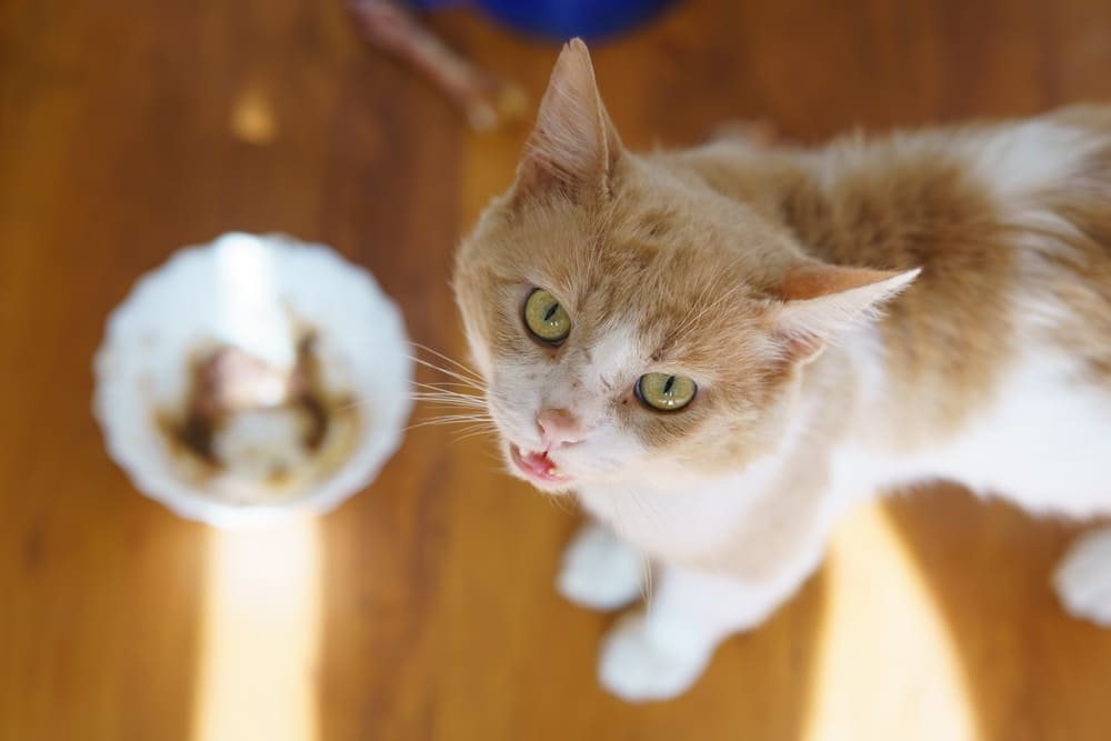 Можно ли кошке давать сливочное масло?