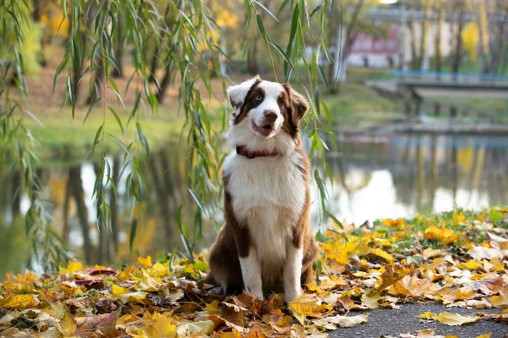Активность и спорт – факторы, влияющие на то, сколько проживет австралийская овчарка