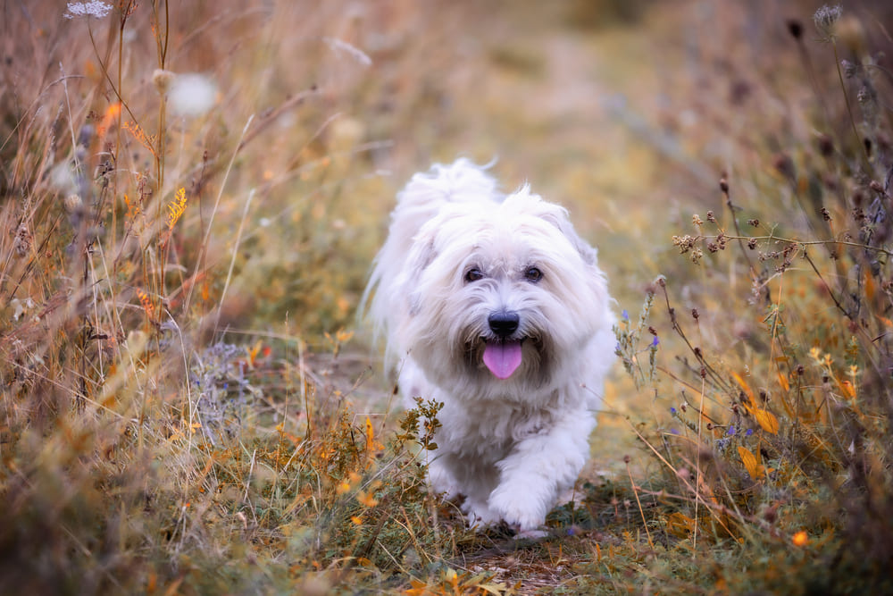 Котон-де-тулеар имеет склонность к некоторым болезням