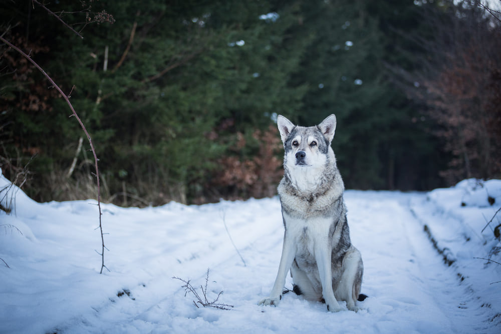 Волчьей собаке Сарлоса нужна социализация