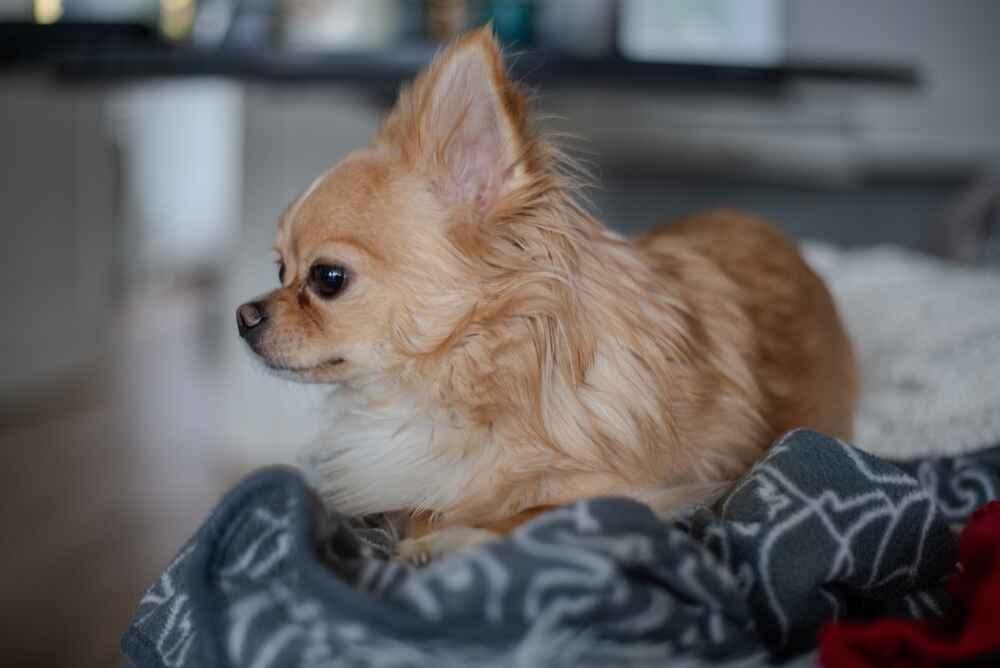 Хозяину надо понимать, сколько в среднем длится беременность у чихуахуа