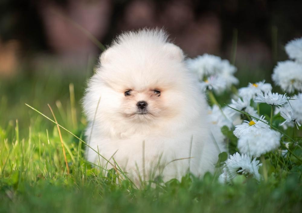 Нос у белого шпица черного окраса