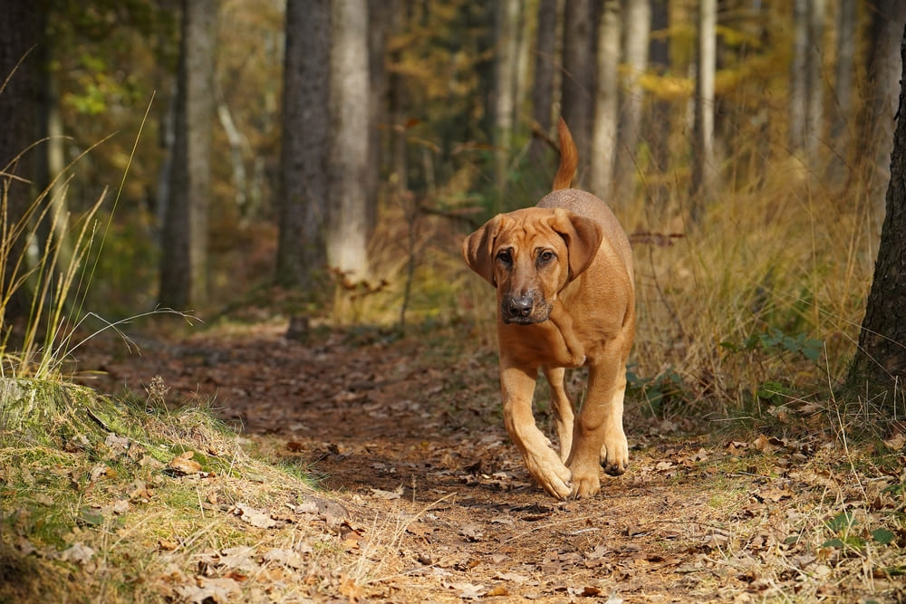 Собака брохольмер нуждается в обработках от паразитов