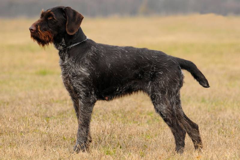 ТОП бородатых пород собак: дратхаар