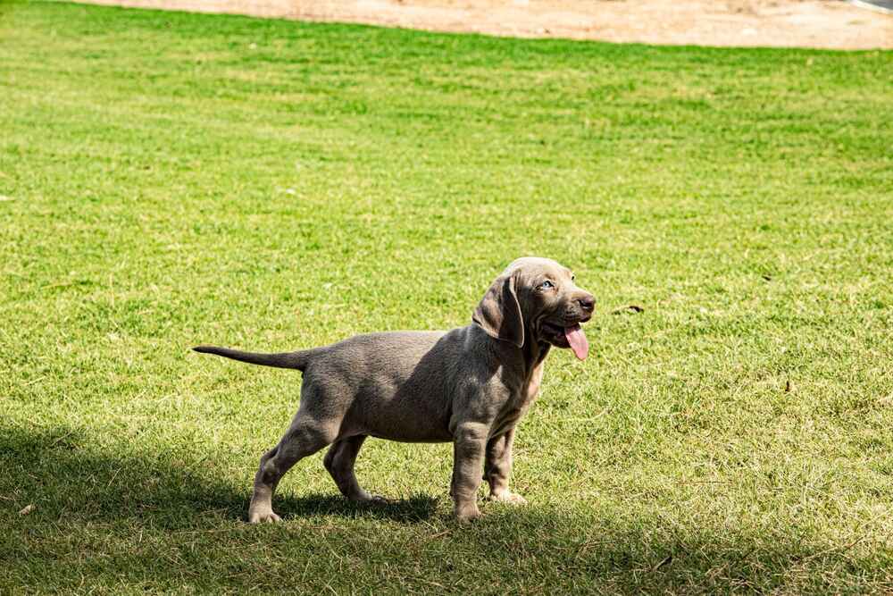 Веймаранер отличается от выжлы