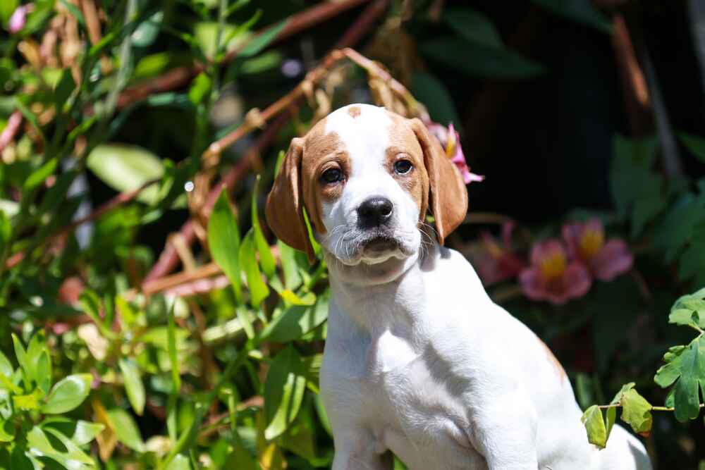 Как дрессируют английского пойнтера? Как дрессируют английского пойнтера?