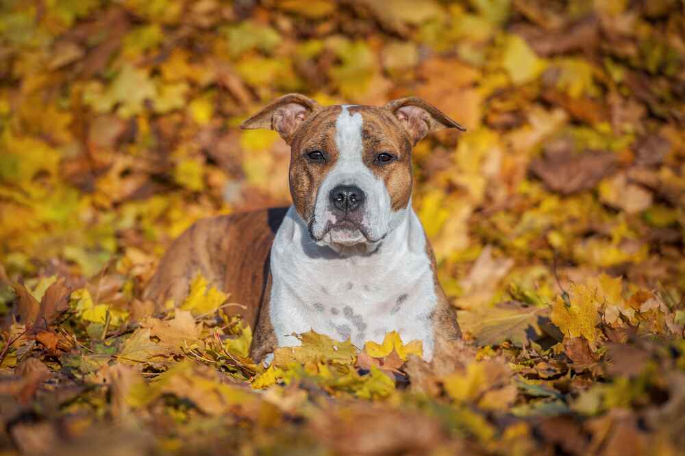 Пол особо не влияет на то, сколько живет американский стаффордширский терьер