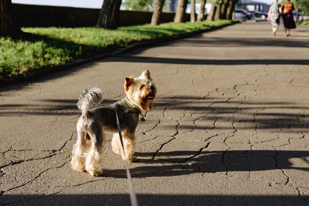 У йоркширских терьеров бывают врожденные болезни