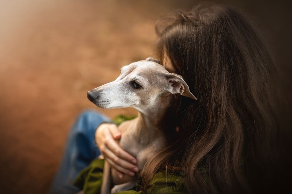 Важно следить, сколько весит левретка