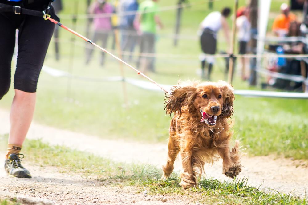 Техника безопасности при беге с собакой Техника безопасности при беге с собакой