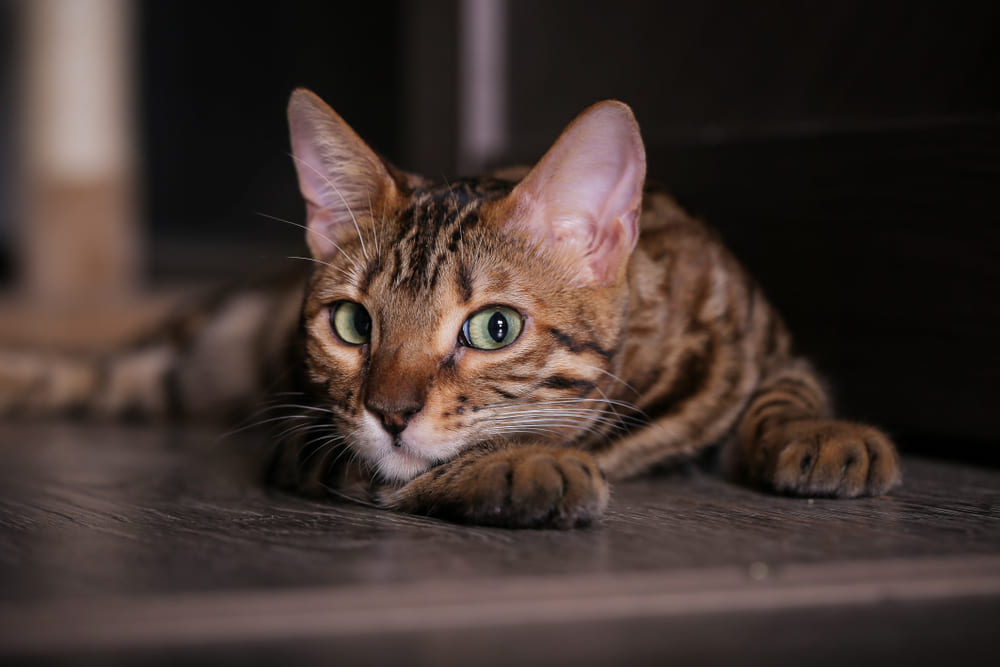 Безопасная обстановка влияет на то, сколько живет бенгальская кошка