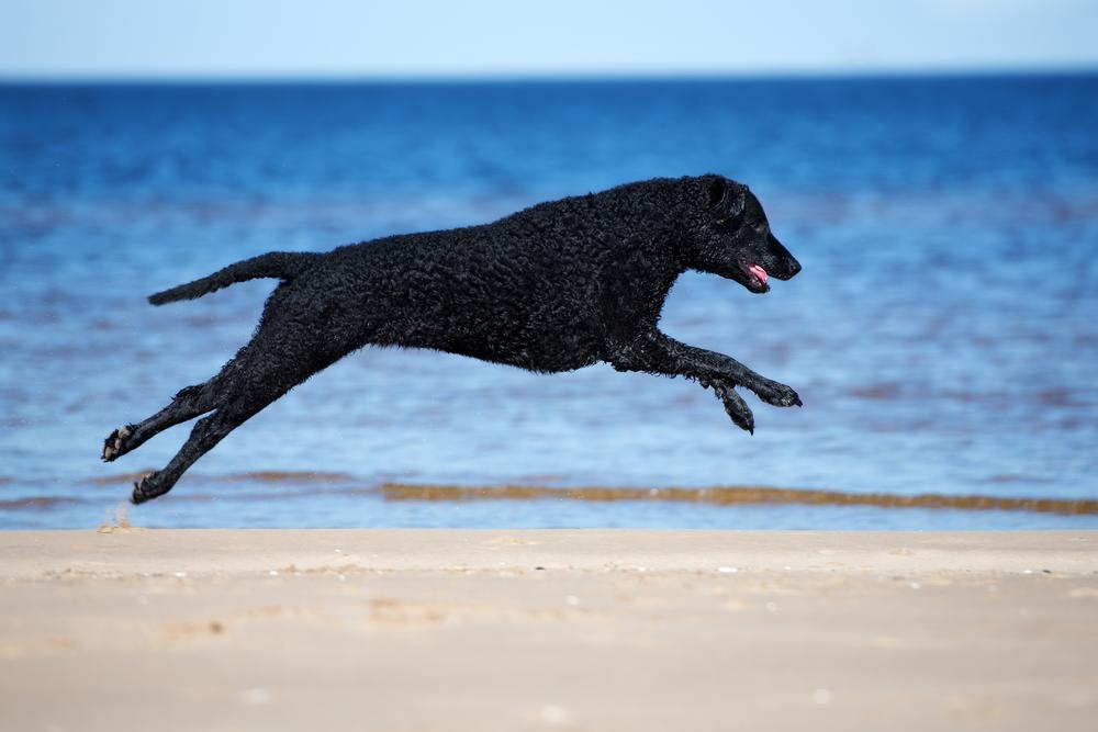 Дрессировка курчавошерстного ретривера