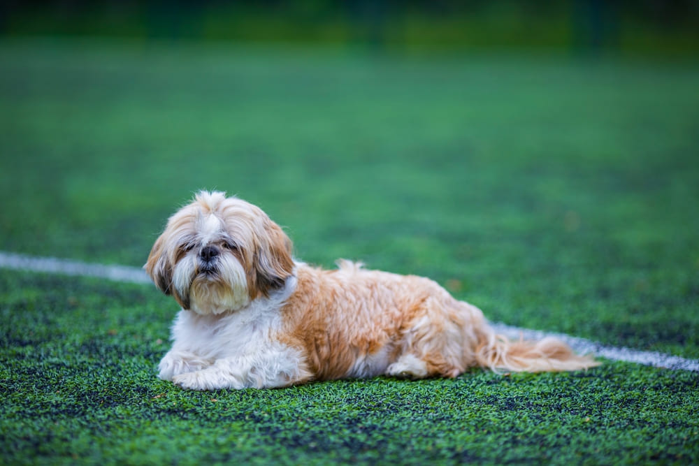 У ши-тцу есть характерные болезни