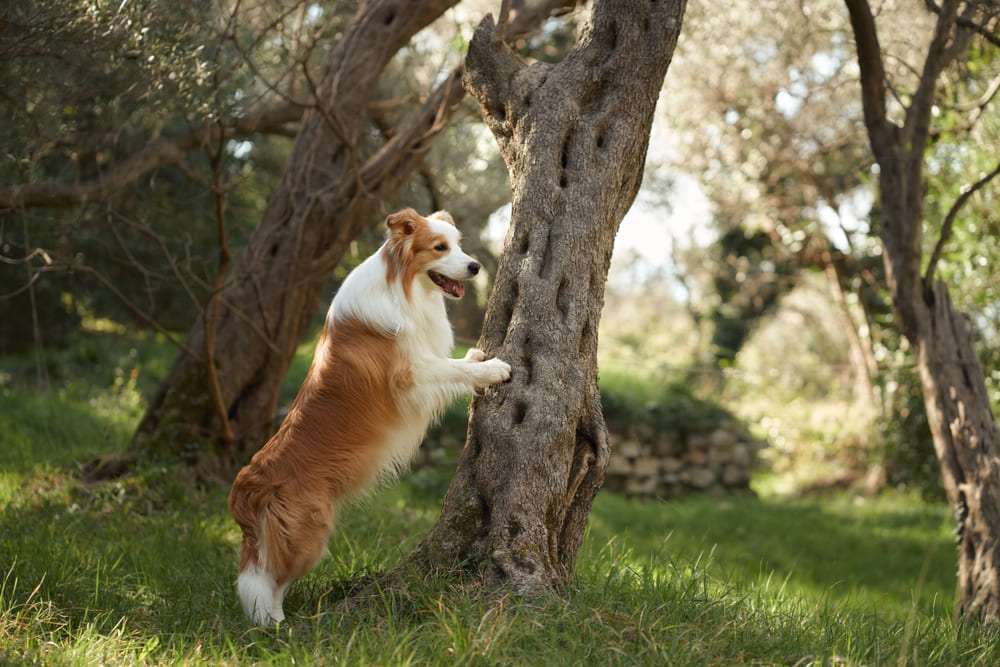 После вязки бордер-колли могут появиться проблемы