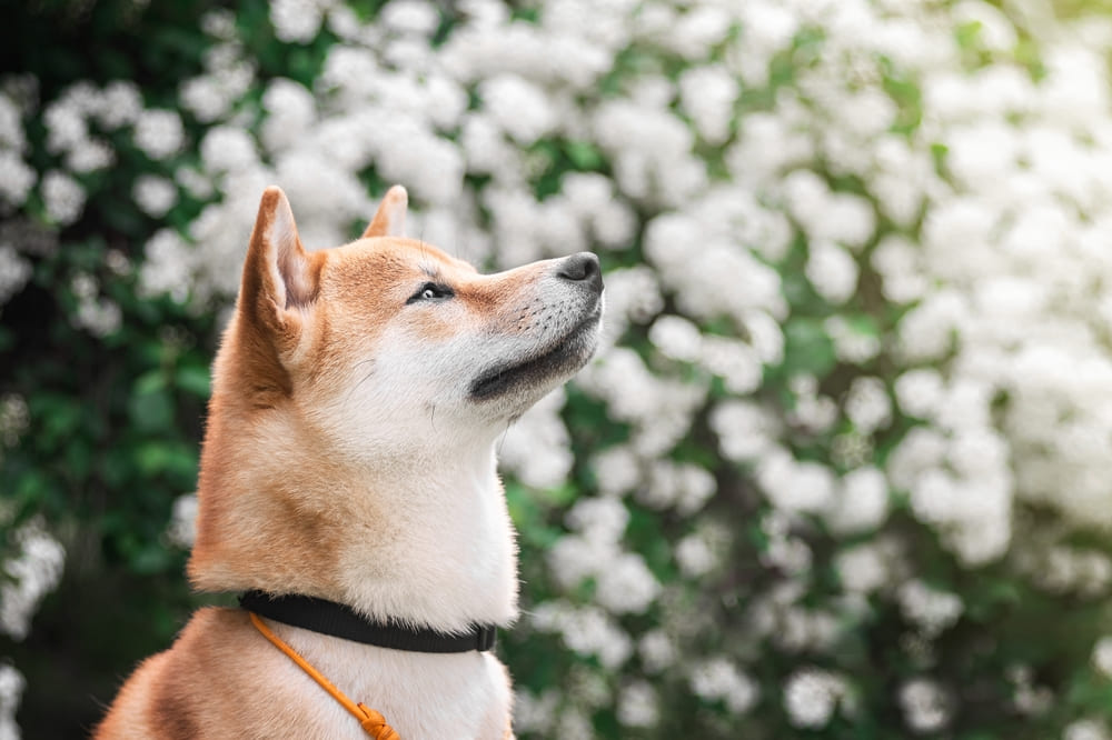 Вязать сиба-ину нужно в определенный период течки