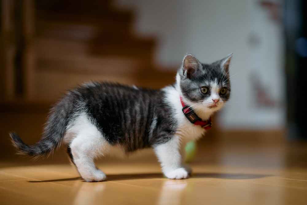 Владельцу важно знать, сколько живут манчкины