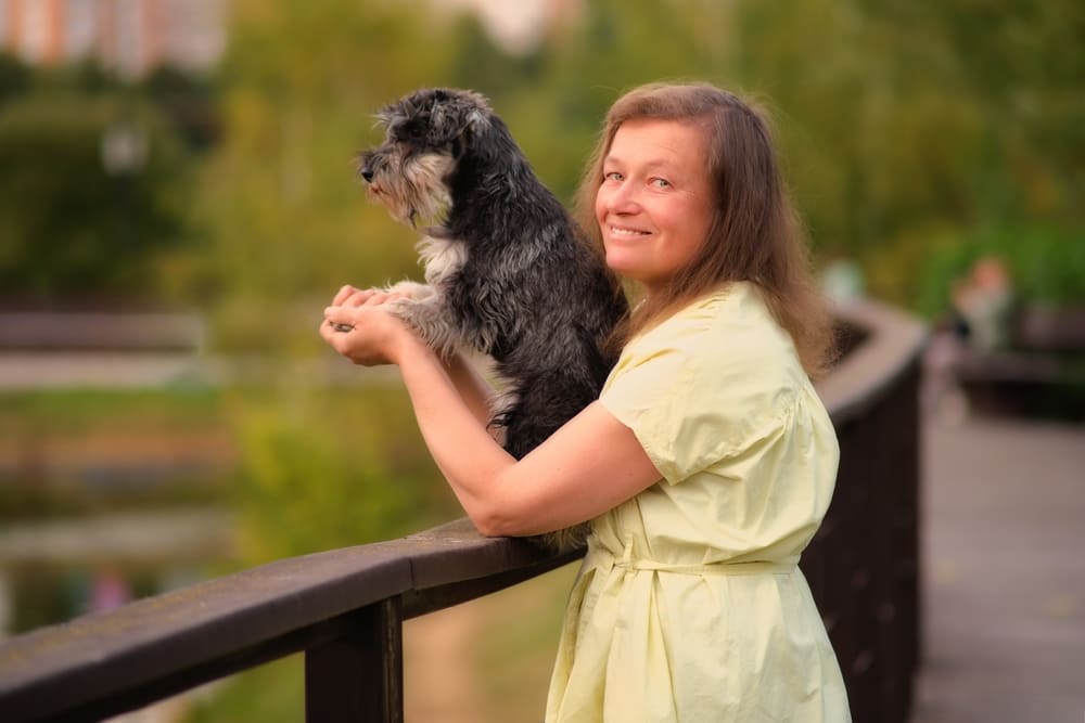 Течка у цвергшнауцера проходит в несколько этапов