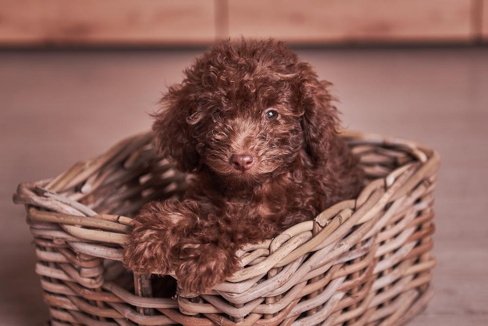 Коричневый пудель в корзине
