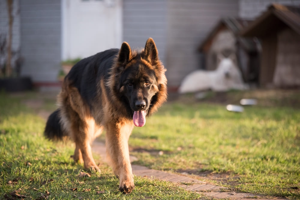 У немецких овчарок встречаются болезни глаз