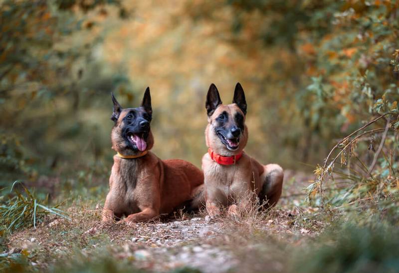 Полосатые породы собак: бельгийская овчарка