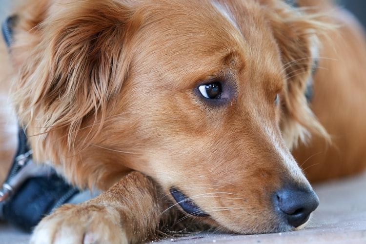 Диагностика цистита у собак у ветеринара