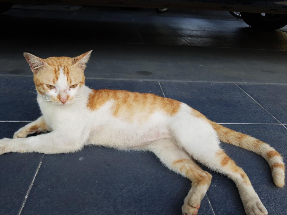 Возможные заболевания аравийского мау