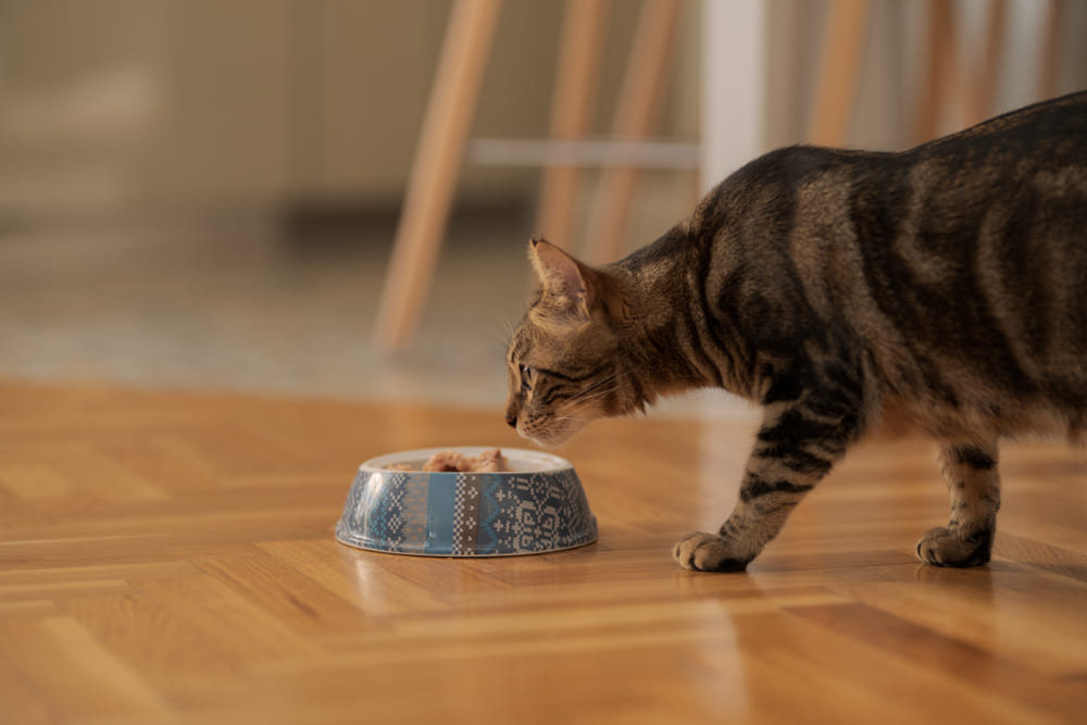 Важно знать, можно ли кошке предлагать куриные желудки