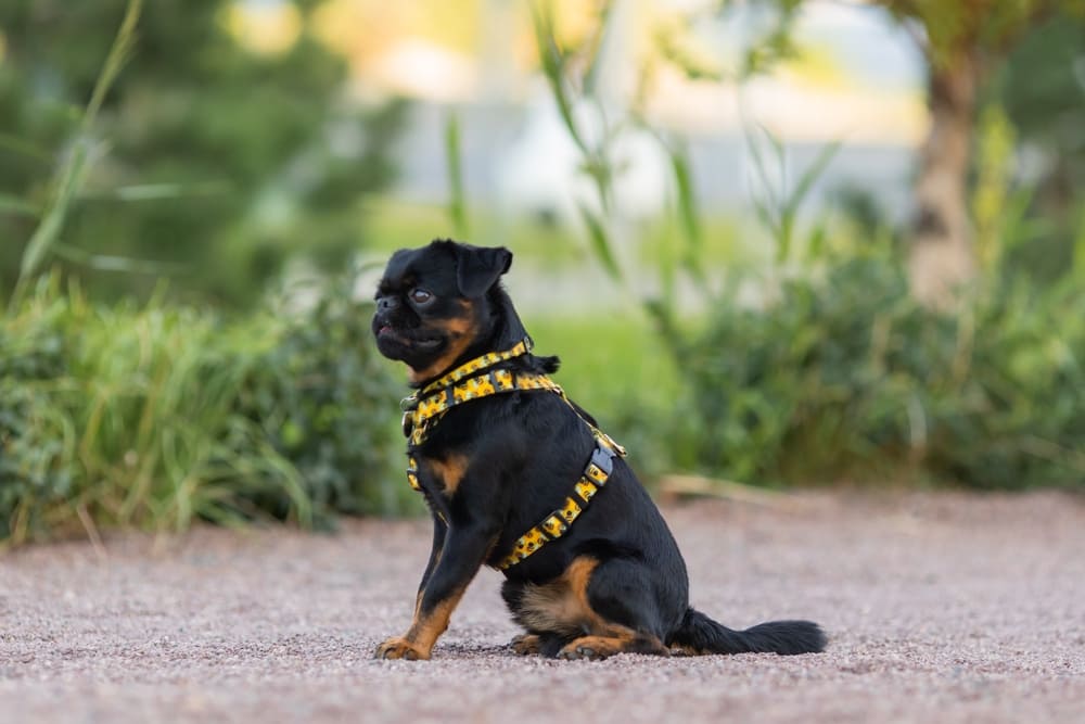 Пти-брабансоны обычно спокойно относятся к чужим
