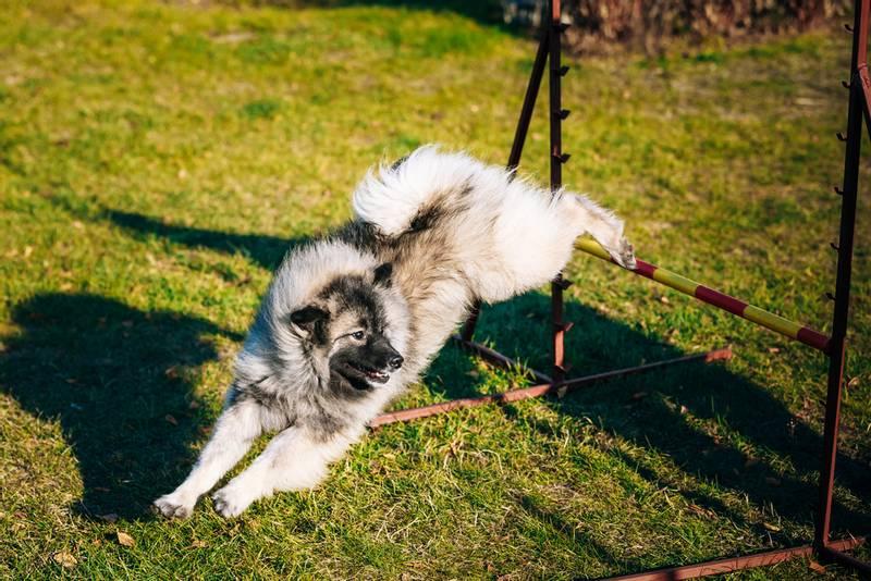 Средние серые собаки: кеесхонд Средние серые собаки: кеесхонд