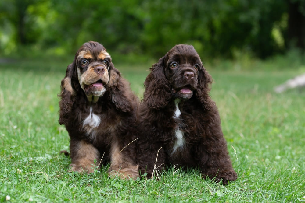 Американский кокер-спаниель спокойно реагирует на чужих людей