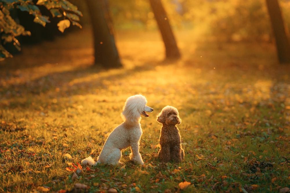 Отличия той-пуделя от мини