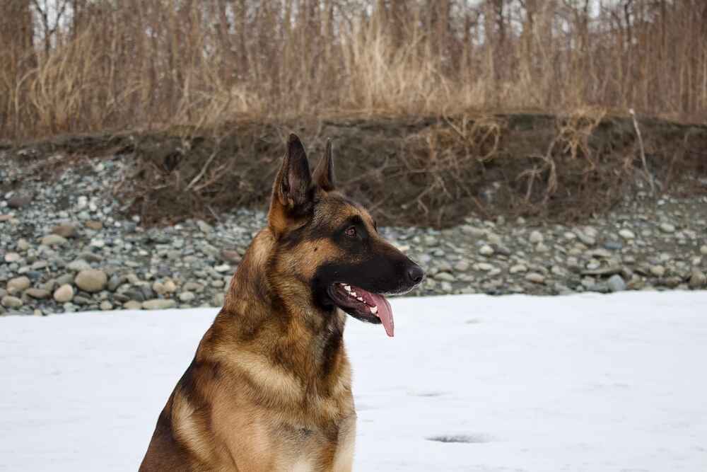 Пол особо не влияет на то, сколько проживет бельгийская овчарка