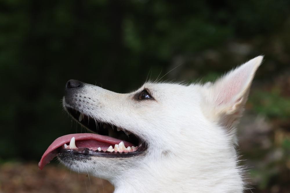 вязка или кастрация норвежского бухунда