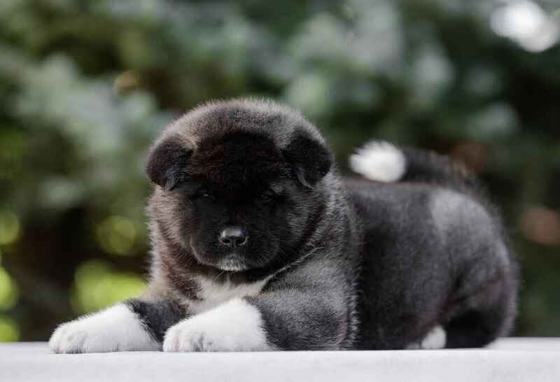 Милый щенок американской акиты