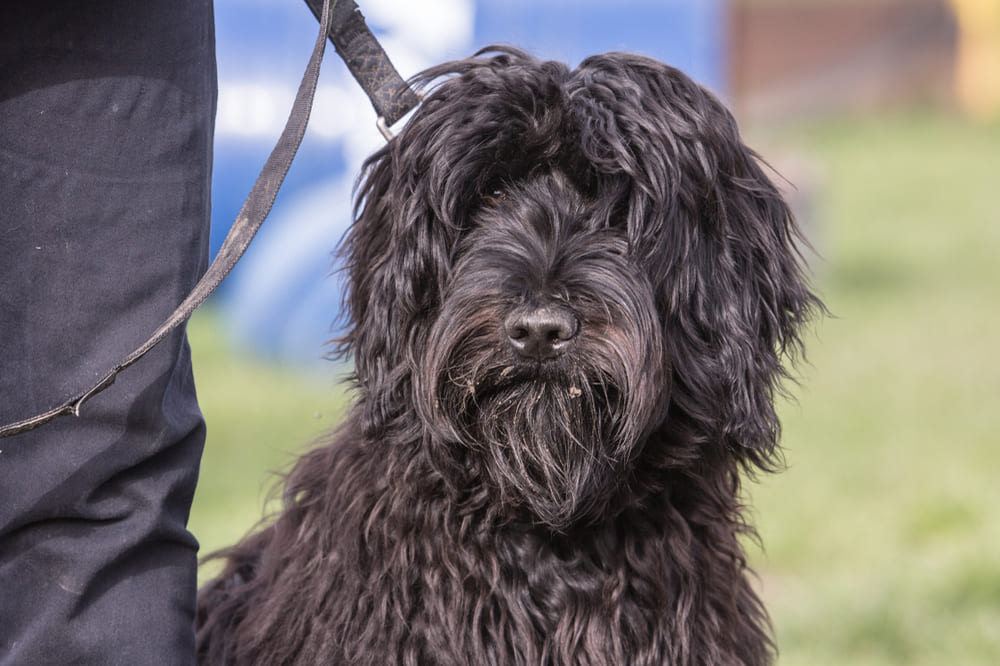 Фландрский бувье должен участвовать в разведении после достижения половой зрелости