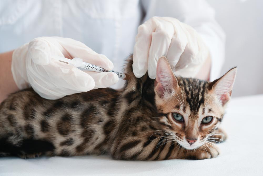 Важность прививки от бешенства для кошек