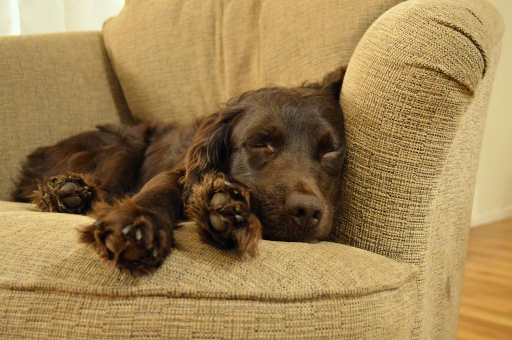 Здоровье и болезни бойкин-спаниеля