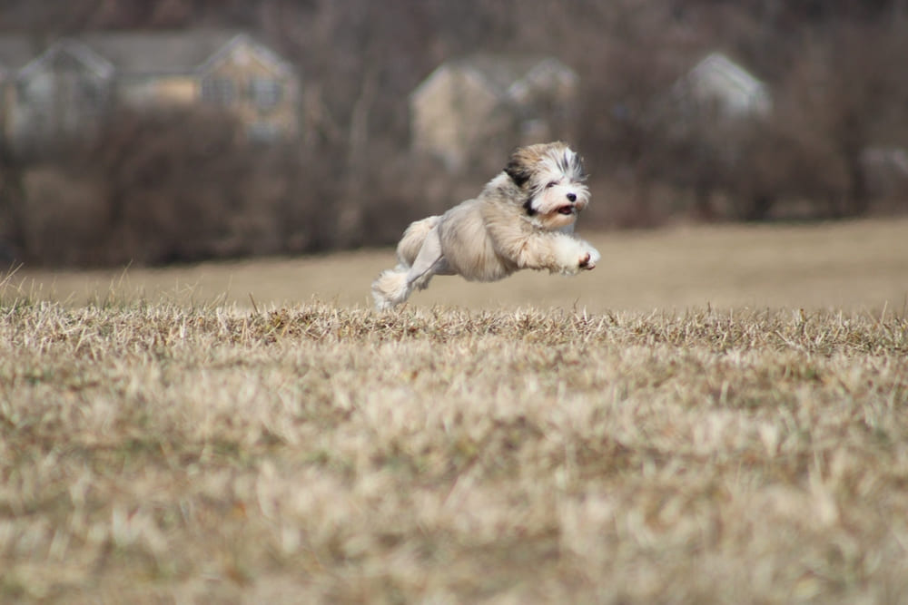 Приобретать левхена лучше в питомнике
