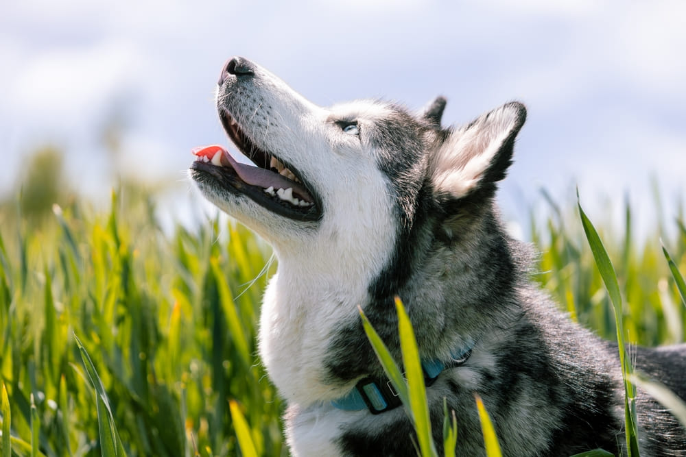 Различные факторы влияют на то, сколько живут хаски